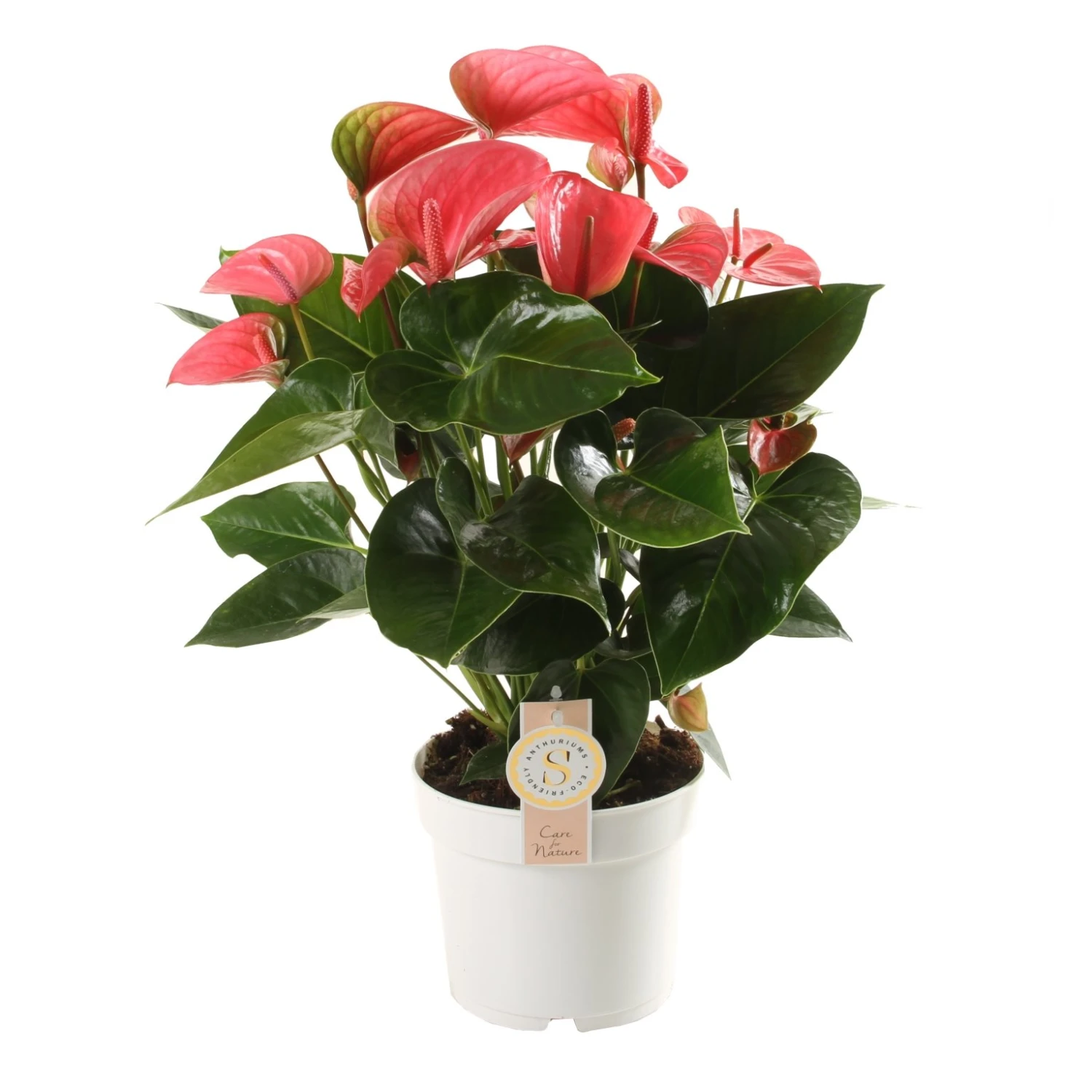 Groen Tuin Pro Verkoopwinkel -Groen Tuin Pro Verkoopwinkel anthurium pink champion in 17cm pot 1610310010 l